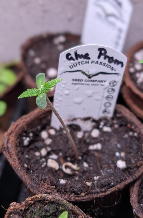 Glue Prom Walipini Seeds. Week 1 - Day 3