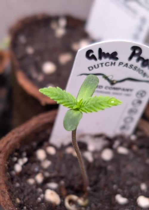 Glue Prom Walipini Seeds. Week 1 - Day 5
