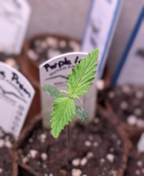 Purple Lemonade Auto Fast Buds Outdoor. Week 1 - Day 5