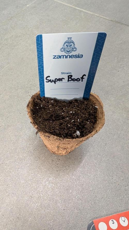 Super Boof Weed Seed Shop. Week 0