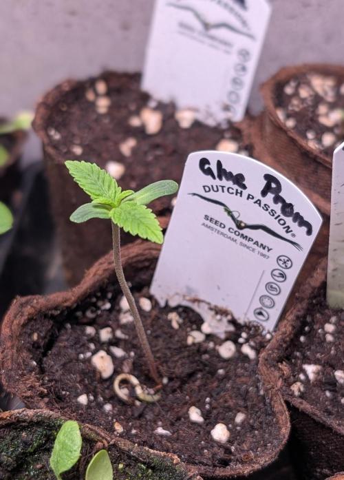 Glue Prom Walipini Seeds. Week 1 - Day 7
