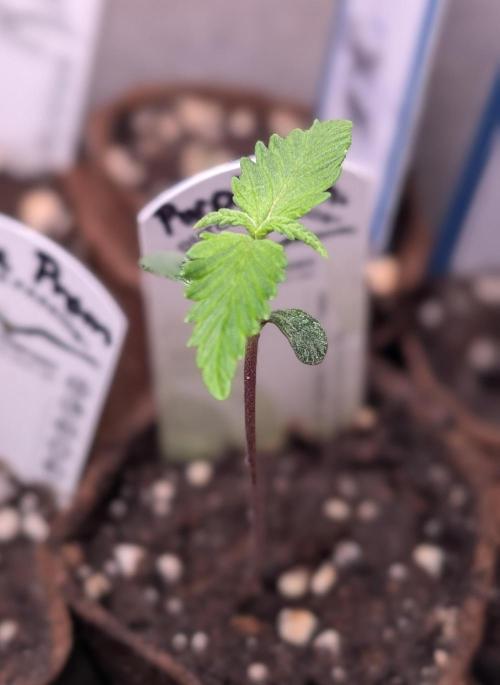 Purple Lemonade Auto Fast Buds Outdoor. Week 1 - Day 7