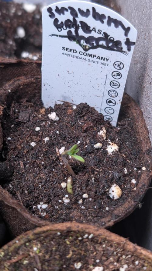 Strawberry Cola Sherbet F1 Sweet Seeds. Week 1 - Day 1