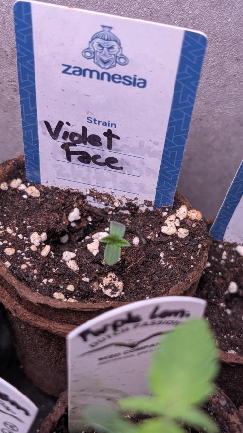Violet Face Auto Anesia Seeds. Week 1 - Day 1