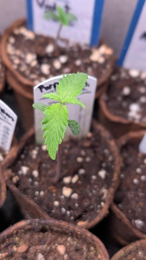 Purple Lemonade Auto Fast Buds Outdoor. Week 2 - Day 8