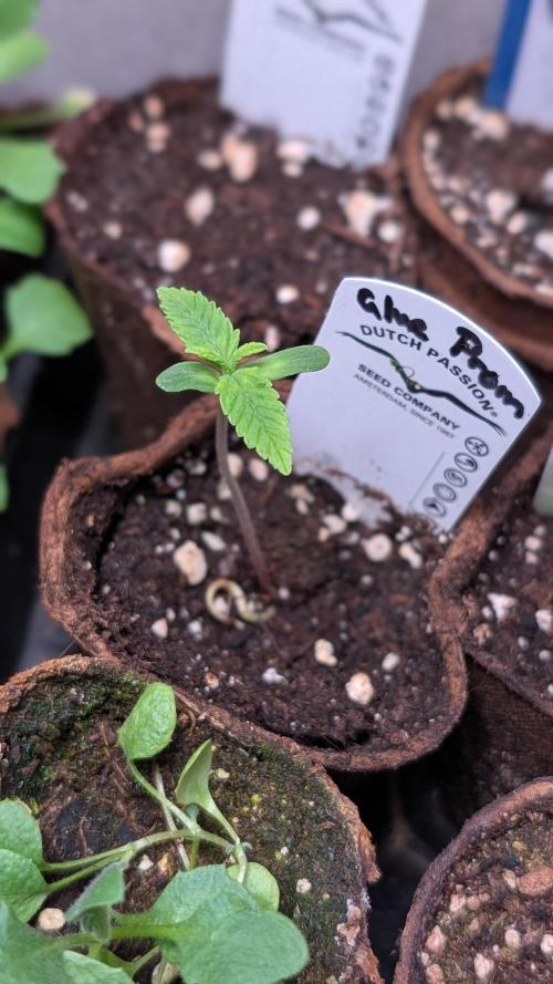 Glue Prom Walipini Seeds. Week 2 - Day 8