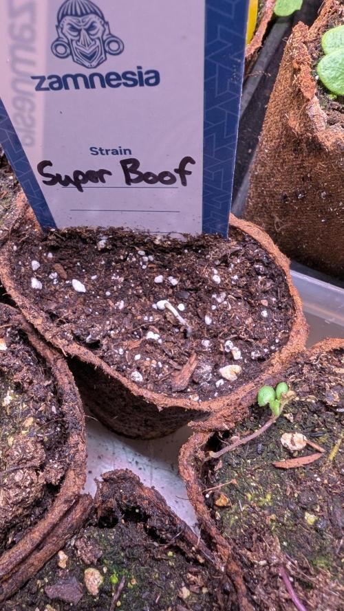 Super Boof Weed Seed Shop. Week 1 - Day 1