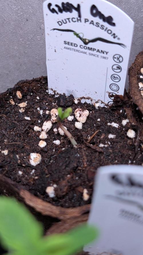 The Gassy One Super Sativa Seed Club. Week 1 - Day 1