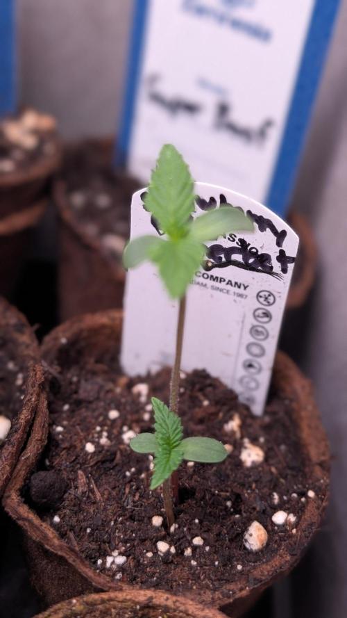 Strawberry Cola Sherbet F1 Sweet Seeds. Week 1 - Day 3