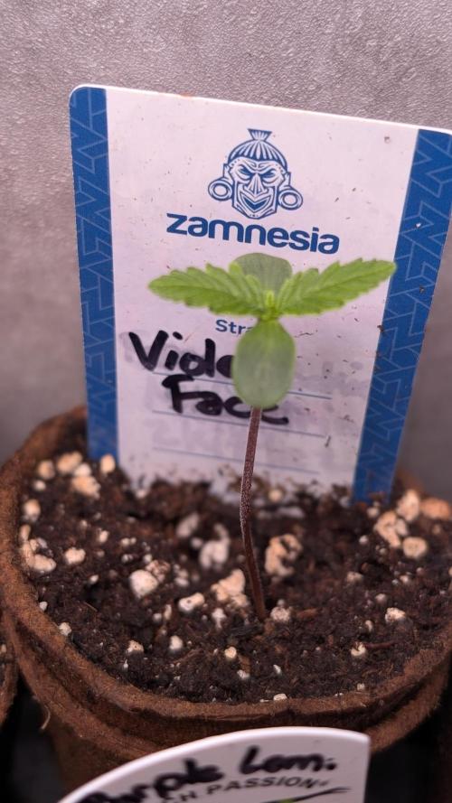 Violet Face Auto Anesia Seeds. Week 1 - Day 3