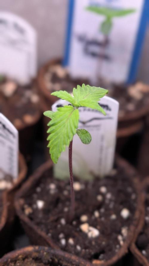 Purple Lemonade Auto Fast Buds Outdoor. Week 2 - Day 10