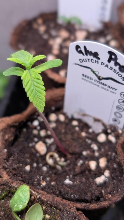 Glue Prom Walipini Seeds. Week 2 - Day 10