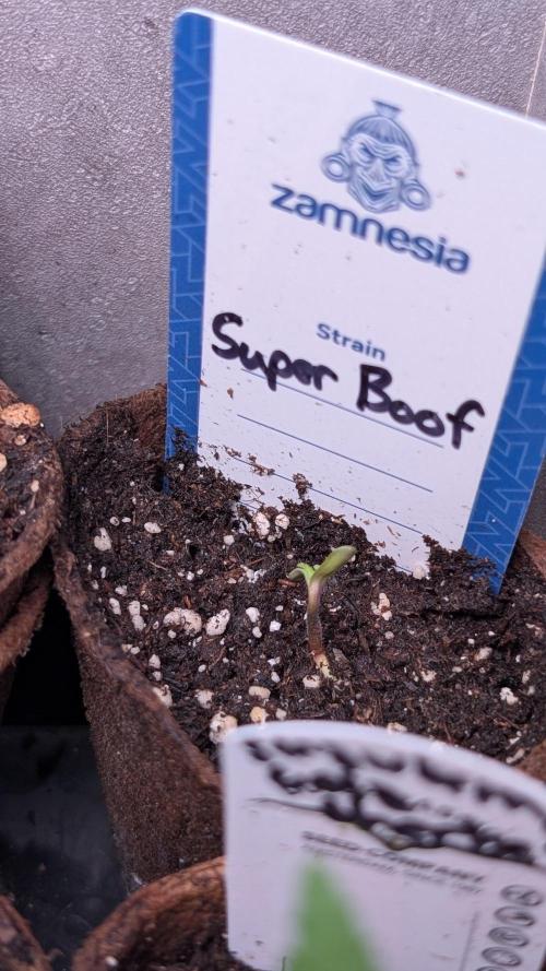 Super Boof Weed Seed Shop. Week 1 - Day 3