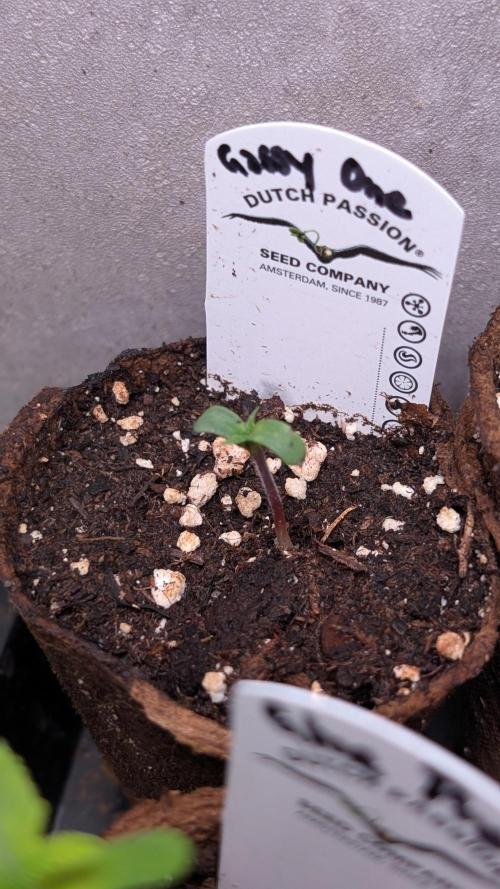 The Gassy One Super Sativa Seed Club. Week 1 - Day 3