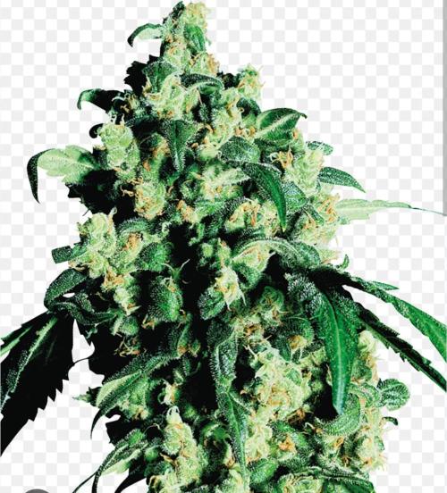 Super Skunk. Week 10