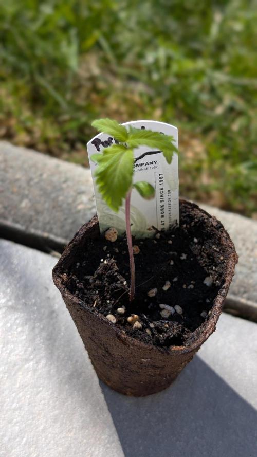 Purple Lemonade Auto Fast Buds Outdoor. Week 2 - Day 12