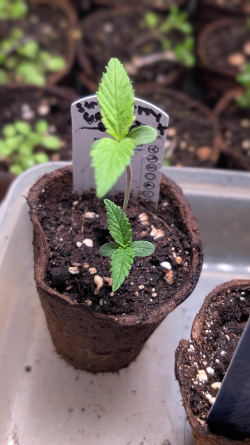Strawberry Cola Sherbet F1 Sweet Seeds. Week 1 - Day 5