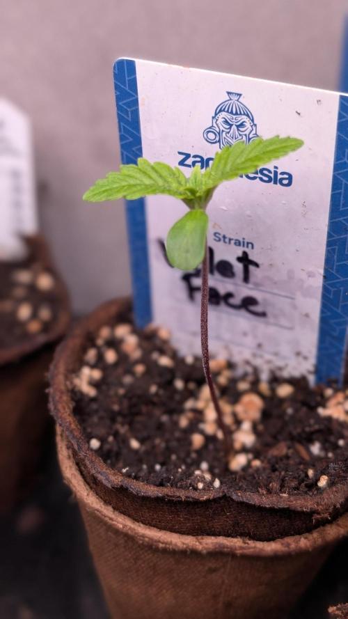 Violet Face Auto Anesia Seeds. Week 1 - Day 5