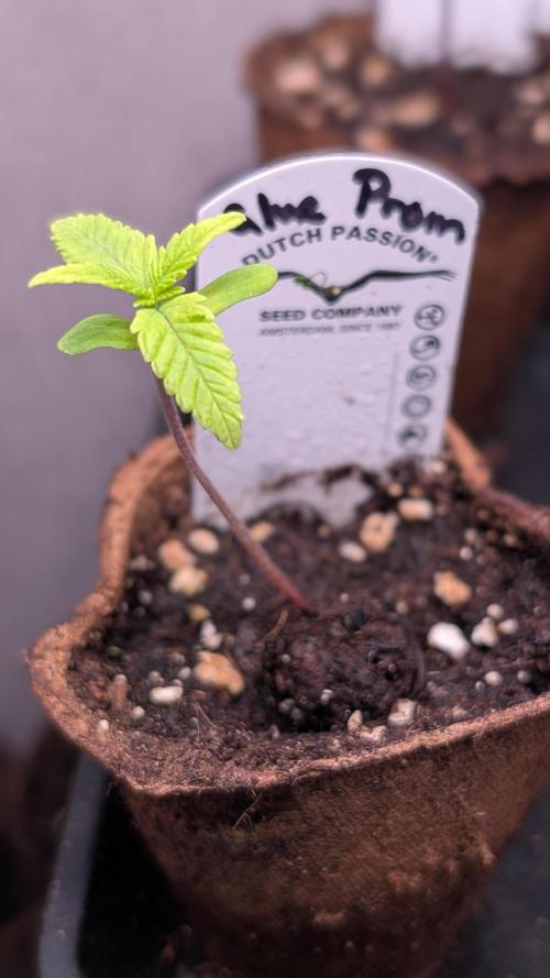 Glue Prom Walipini Seeds. Week 2 - Day 12