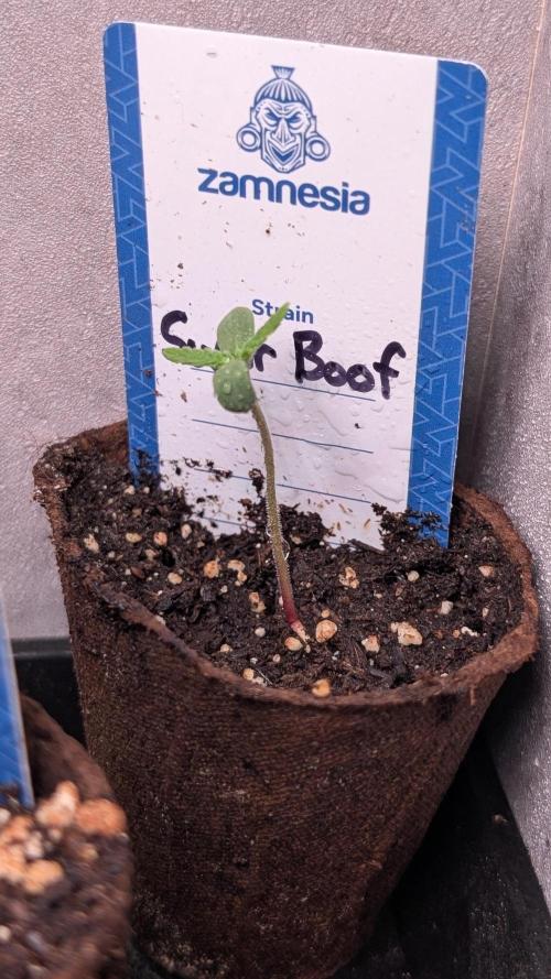 Super Boof Weed Seed Shop. Week 1 - Day 5