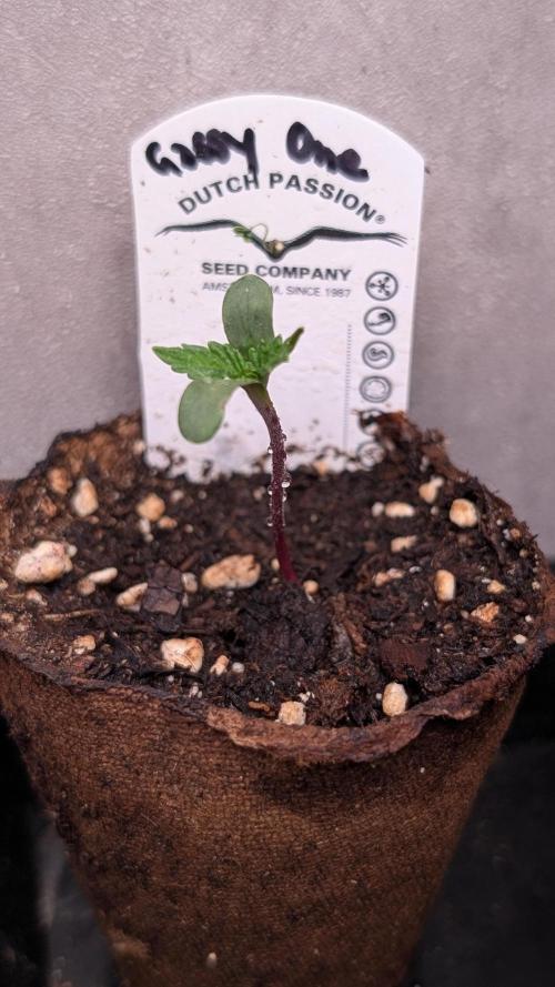 The Gassy One Super Sativa Seed Club. Week 1 - Day 5