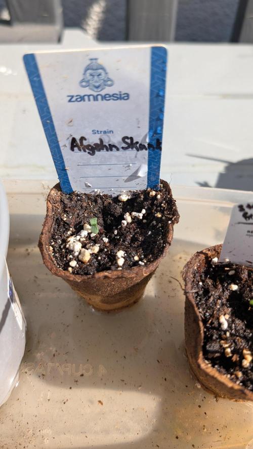 Afgahn Skunk Expert Seeds. Week 1 - Day 1