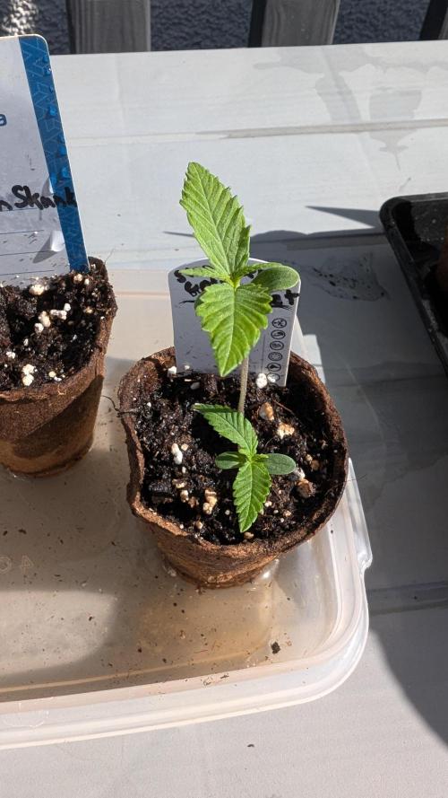 Strawberry Cola Sherbet F1 Sweet Seeds. Week 1 - Day 7