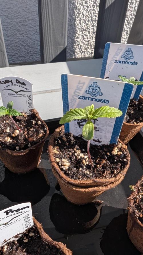 Violet Face Auto Anesia Seeds. Week 1 - Day 7