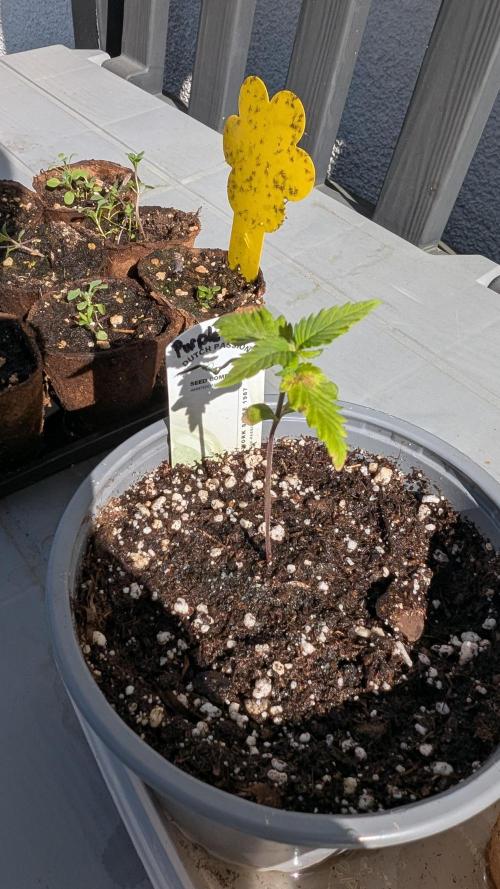 Purple Lemonade Auto Fast Buds Outdoor. Week 2 - Day 14