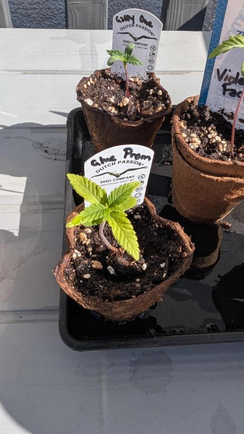 Glue Prom Walipini Seeds. Week 2 - Day 14