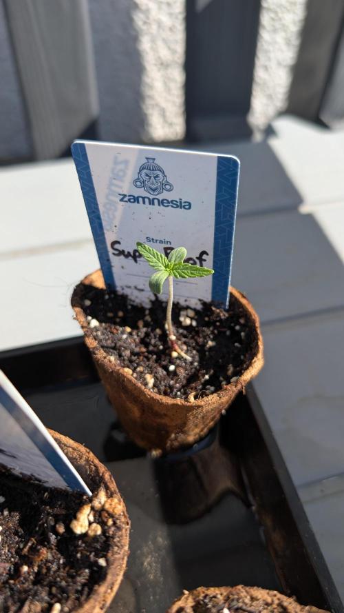 Super Boof Weed Seed Shop. Week 1 - Day 7