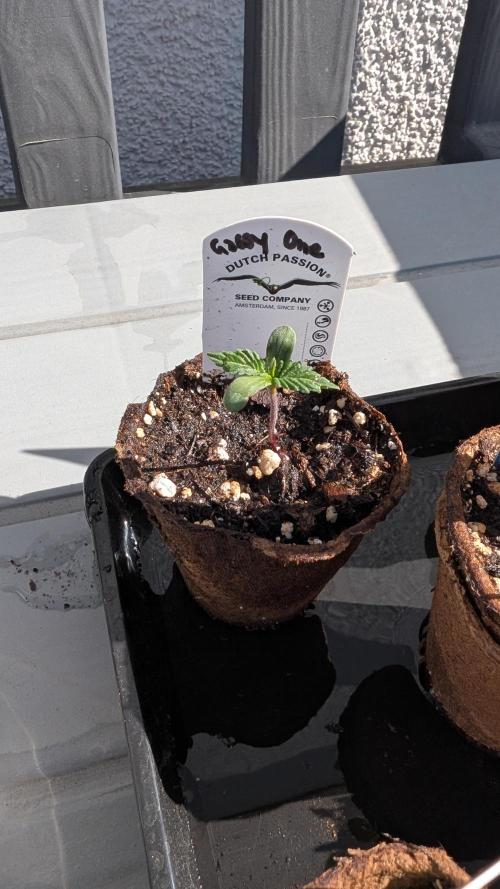 The Gassy One Super Sativa Seed Club. Week 1