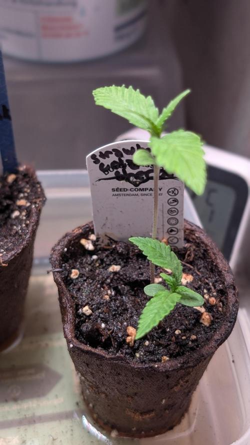 Strawberry Cola Sherbet F1 Sweet Seeds. Week 2 - Day 8
