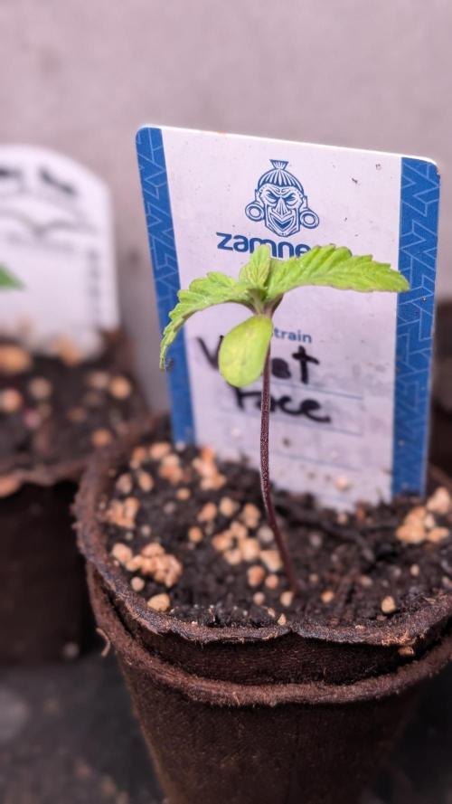 Violet Face Auto Anesia Seeds. Week 2 - Day 8