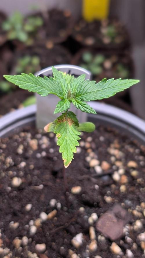 Purple Lemonade Auto Fast Buds Outdoor. Week 3 - Day 15