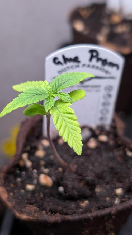 Glue Prom Walipini Seeds. Week 3 - Day 15