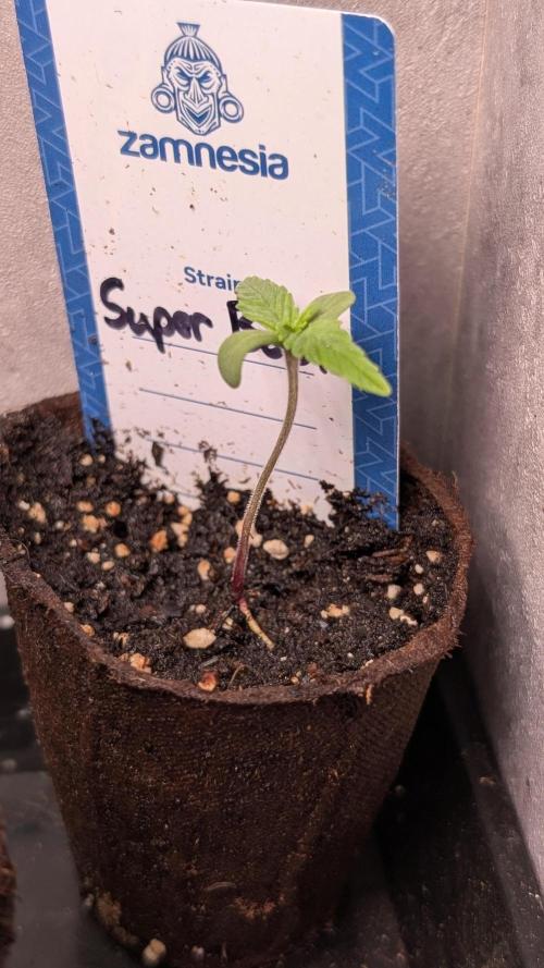 Super Boof Weed Seed Shop. Week 2 - Day 8