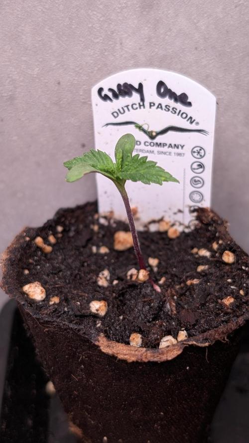 The Gassy One Super Sativa Seed Club. Week 2 - Day 8