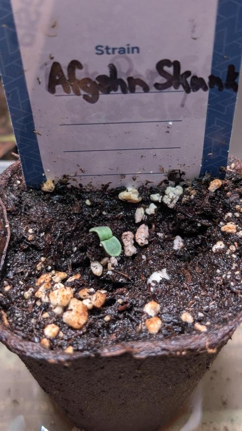Afgahn Skunk Expert Seeds. Week 1 - Day 2