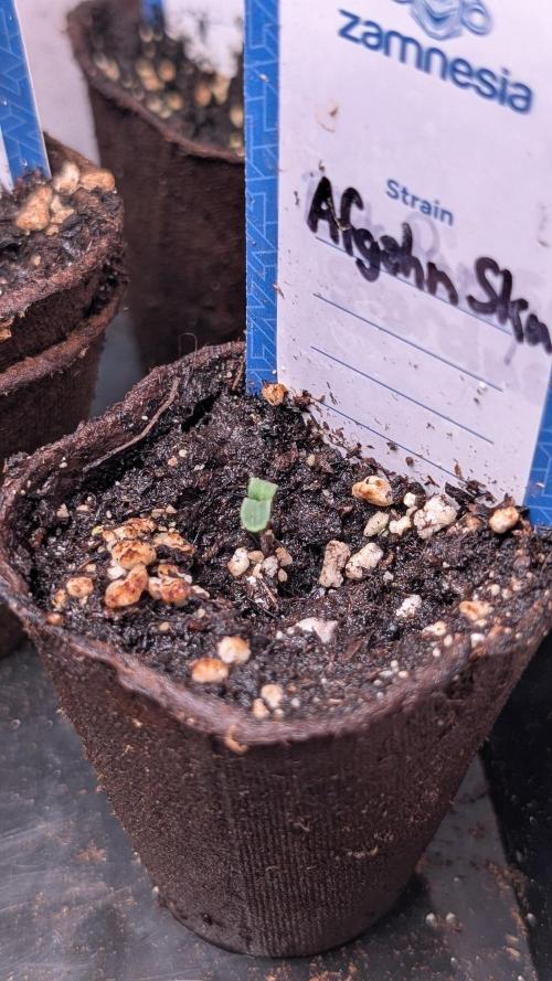 Afgahn Skunk Expert Seeds. Week 1 - Day 3