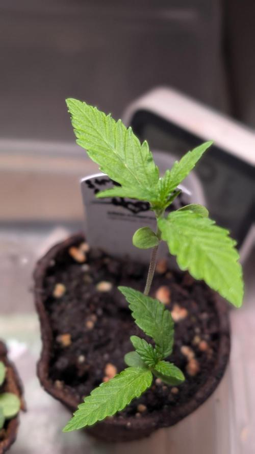 Strawberry Cola Sherbet F1 Sweet Seeds. Week 2 - Day 9