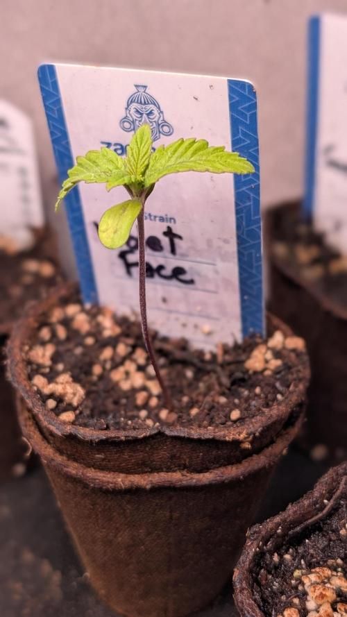 Violet Face Auto Anesia Seeds. Week 2 - Day 9