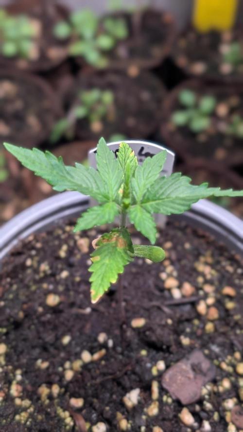 Purple Lemonade Auto Fast Buds Outdoor. Week 3 - Day 16