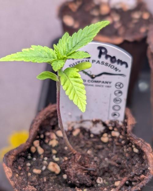 Glue Prom Walipini Seeds. Week 3 - Day 16