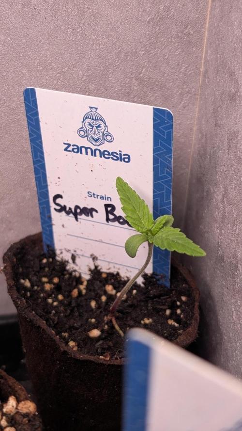 Super Boof Weed Seed Shop. Week 2 - Day 9
