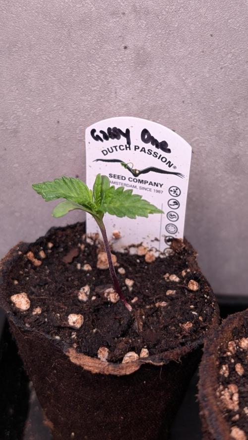 The Gassy One Super Sativa Seed Club. Week 2 - Day 9