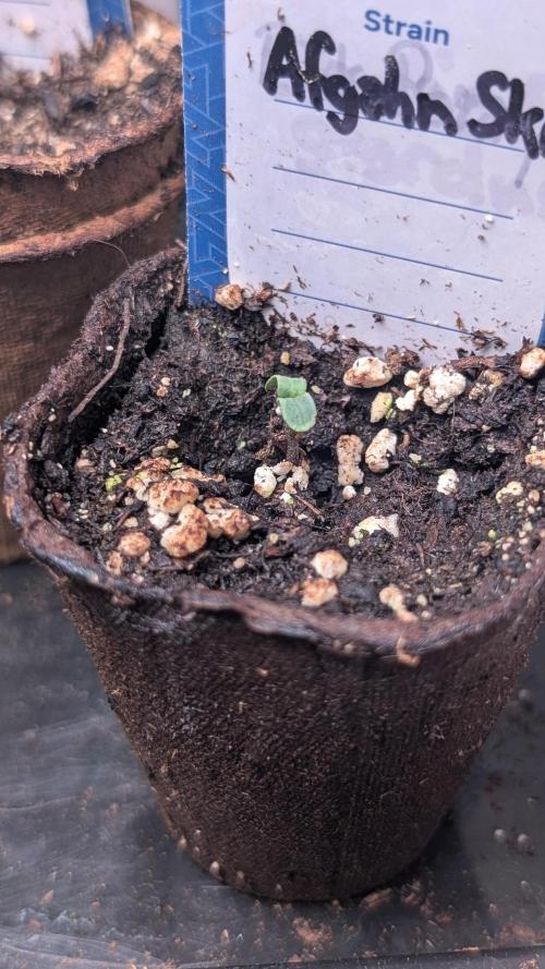 Afgahn Skunk Expert Seeds. Week 1 - Day 4