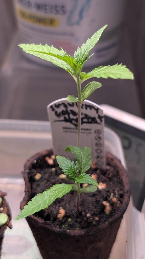 Strawberry Cola Sherbet F1 Sweet Seeds. Week 2 - Day 10