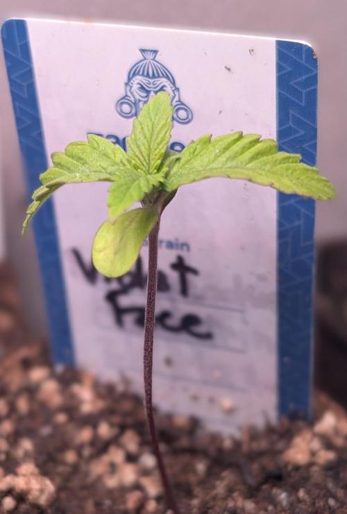 Violet Face Auto Anesia Seeds. Week 2 - Day 10