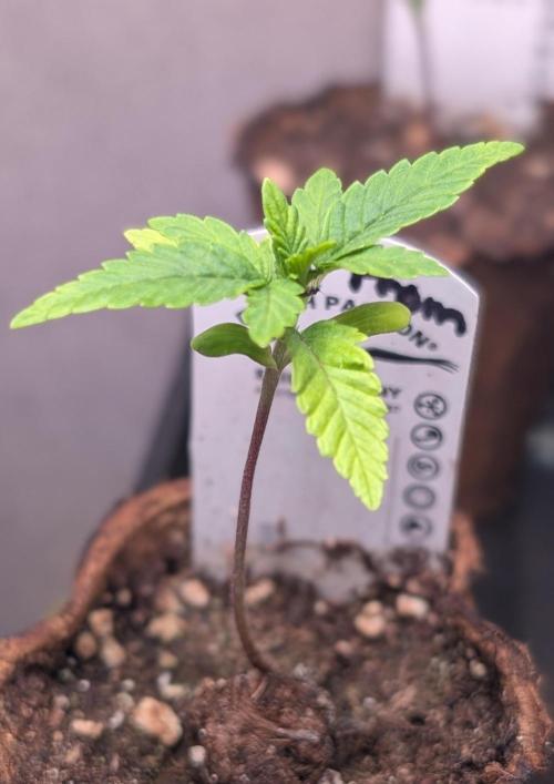 Glue Prom Walipini Seeds. Week 3 - Day 17